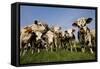 Cattle, Normande Breed Herd in Field Facing Camera-null-Framed Stretched Canvas