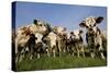 Cattle, Normande Breed Herd in Field Facing Camera-null-Stretched Canvas