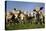 Cattle, Normande Breed Herd in Field Facing Camera-null-Stretched Canvas