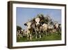 Cattle, Normande Breed Herd in Field Facing Camera-null-Framed Photographic Print