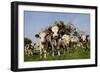 Cattle, Normande Breed Herd in Field Facing Camera-null-Framed Photographic Print