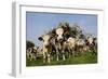 Cattle, Normande Breed Herd in Field Facing Camera-null-Framed Photographic Print