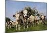 Cattle, Normande Breed Herd in Field Facing Camera-null-Mounted Photographic Print