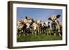 Cattle, Normande Breed Herd in Field Facing Camera-null-Framed Photographic Print