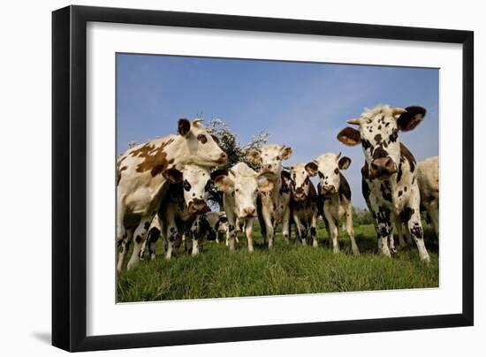 Cattle, Normande Breed Herd in Field Facing Camera-null-Framed Photographic Print