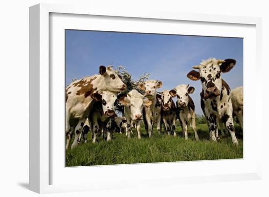 Cattle, Normande Breed Herd in Field Facing Camera-null-Framed Photographic Print