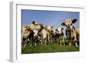 Cattle, Normande Breed Herd in Field Facing Camera-null-Framed Photographic Print