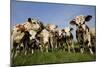 Cattle, Normande Breed Herd in Field Facing Camera-null-Mounted Photographic Print