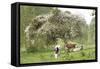 Cattle, Normandy Cows under Tree in Blossom-null-Framed Stretched Canvas