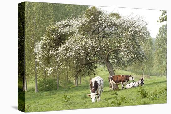 Cattle, Normandy Cows under Tree in Blossom-null-Stretched Canvas