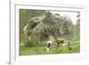 Cattle, Normandy Cows under Tree in Blossom-null-Framed Photographic Print