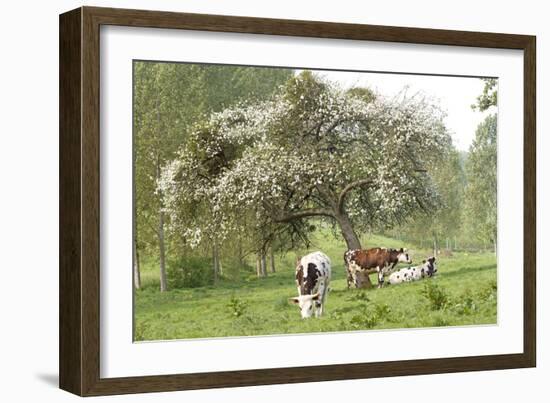 Cattle, Normandy Cows under Tree in Blossom-null-Framed Photographic Print