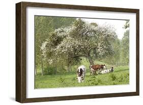 Cattle, Normandy Cows under Tree in Blossom-null-Framed Photographic Print
