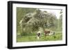 Cattle, Normandy Cows under Tree in Blossom-null-Framed Photographic Print