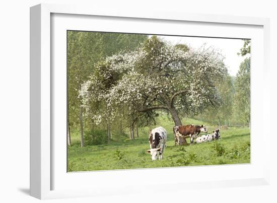 Cattle, Normandy Cows under Tree in Blossom-null-Framed Photographic Print