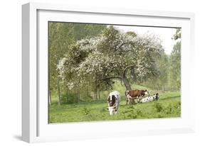 Cattle, Normandy Cows under Tree in Blossom-null-Framed Photographic Print