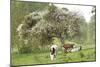 Cattle, Normandy Cows under Tree in Blossom-null-Mounted Photographic Print