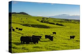 Cattle on lush pasture land, Waimea, Big Island, Hawaii-Mark A Johnson-Stretched Canvas