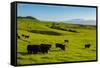 Cattle on lush pasture land, Waimea, Big Island, Hawaii-Mark A Johnson-Framed Stretched Canvas