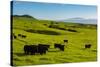 Cattle on lush pasture land, Waimea, Big Island, Hawaii-Mark A Johnson-Stretched Canvas