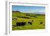 Cattle on lush pasture land, Waimea, Big Island, Hawaii-Mark A Johnson-Framed Photographic Print