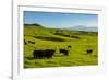 Cattle on lush pasture land, Waimea, Big Island, Hawaii-Mark A Johnson-Framed Photographic Print