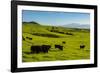 Cattle on lush pasture land, Waimea, Big Island, Hawaii-Mark A Johnson-Framed Photographic Print