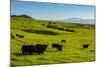 Cattle on lush pasture land, Waimea, Big Island, Hawaii-Mark A Johnson-Mounted Photographic Print