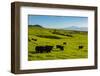 Cattle on lush pasture land, Waimea, Big Island, Hawaii-Mark A Johnson-Framed Photographic Print