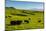 Cattle on lush pasture land, Waimea, Big Island, Hawaii-Mark A Johnson-Mounted Photographic Print