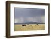 Cattle on Ranch, Thunder Storm Clouds, Santa Fe County, New Mexico, Usa-Wendy Connett-Framed Photographic Print