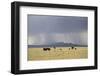 Cattle on Ranch, Thunder Storm Clouds, Santa Fe County, New Mexico, Usa-Wendy Connett-Framed Photographic Print