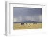 Cattle on Ranch, Thunder Storm Clouds, Santa Fe County, New Mexico, Usa-Wendy Connett-Framed Photographic Print