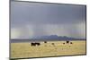 Cattle on Ranch, Thunder Storm Clouds, Santa Fe County, New Mexico, Usa-Wendy Connett-Mounted Photographic Print