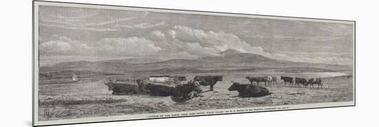 Cattle on the Sands, Near Port Madoc, North Wales-Henry Brittan Willis-Mounted Giclee Print