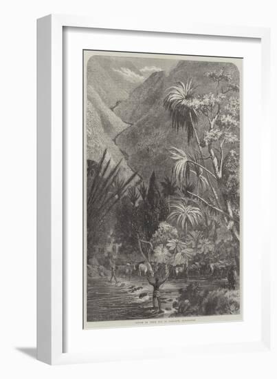 Cattle on their Way to Tamatave, Madagascar-null-Framed Giclee Print