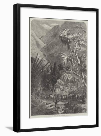 Cattle on their Way to Tamatave, Madagascar-null-Framed Giclee Print