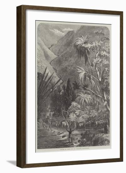 Cattle on their Way to Tamatave, Madagascar-null-Framed Giclee Print