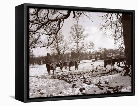 Cattle Pictured in the Snow at Shenley, Hertfordshire, January 1935-null-Framed Stretched Canvas