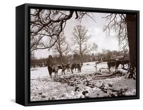 Cattle Pictured in the Snow at Shenley, Hertfordshire, January 1935-null-Framed Stretched Canvas