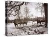 Cattle Pictured in the Snow at Shenley, Hertfordshire, January 1935-null-Stretched Canvas