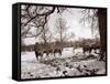 Cattle Pictured in the Snow at Shenley, Hertfordshire, January 1935-null-Framed Stretched Canvas