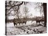 Cattle Pictured in the Snow at Shenley, Hertfordshire, January 1935-null-Stretched Canvas