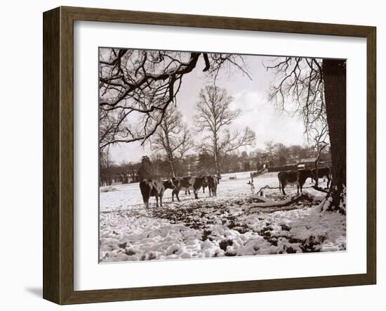 Cattle Pictured in the Snow at Shenley, Hertfordshire, January 1935-null-Framed Premium Photographic Print