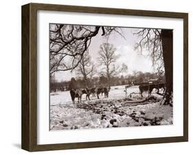 Cattle Pictured in the Snow at Shenley, Hertfordshire, January 1935-null-Framed Premium Photographic Print