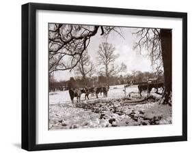 Cattle Pictured in the Snow at Shenley, Hertfordshire, January 1935-null-Framed Premium Photographic Print