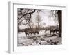 Cattle Pictured in the Snow at Shenley, Hertfordshire, January 1935-null-Framed Premium Photographic Print