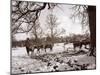 Cattle Pictured in the Snow at Shenley, Hertfordshire, January 1935-null-Mounted Premium Photographic Print