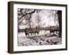 Cattle Pictured in the Snow at Shenley, Hertfordshire, January 1935-null-Framed Photographic Print