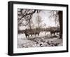 Cattle Pictured in the Snow at Shenley, Hertfordshire, January 1935-null-Framed Photographic Print